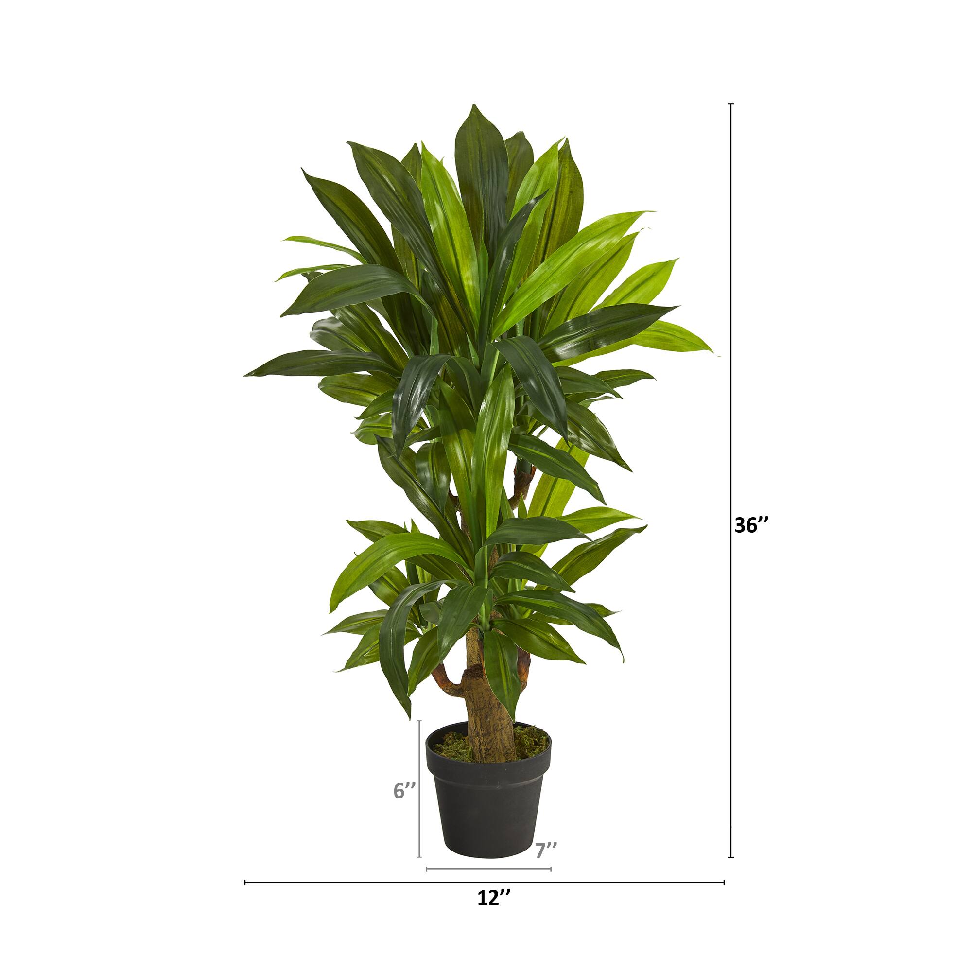 3ft. Potted Corn Stalk Plant